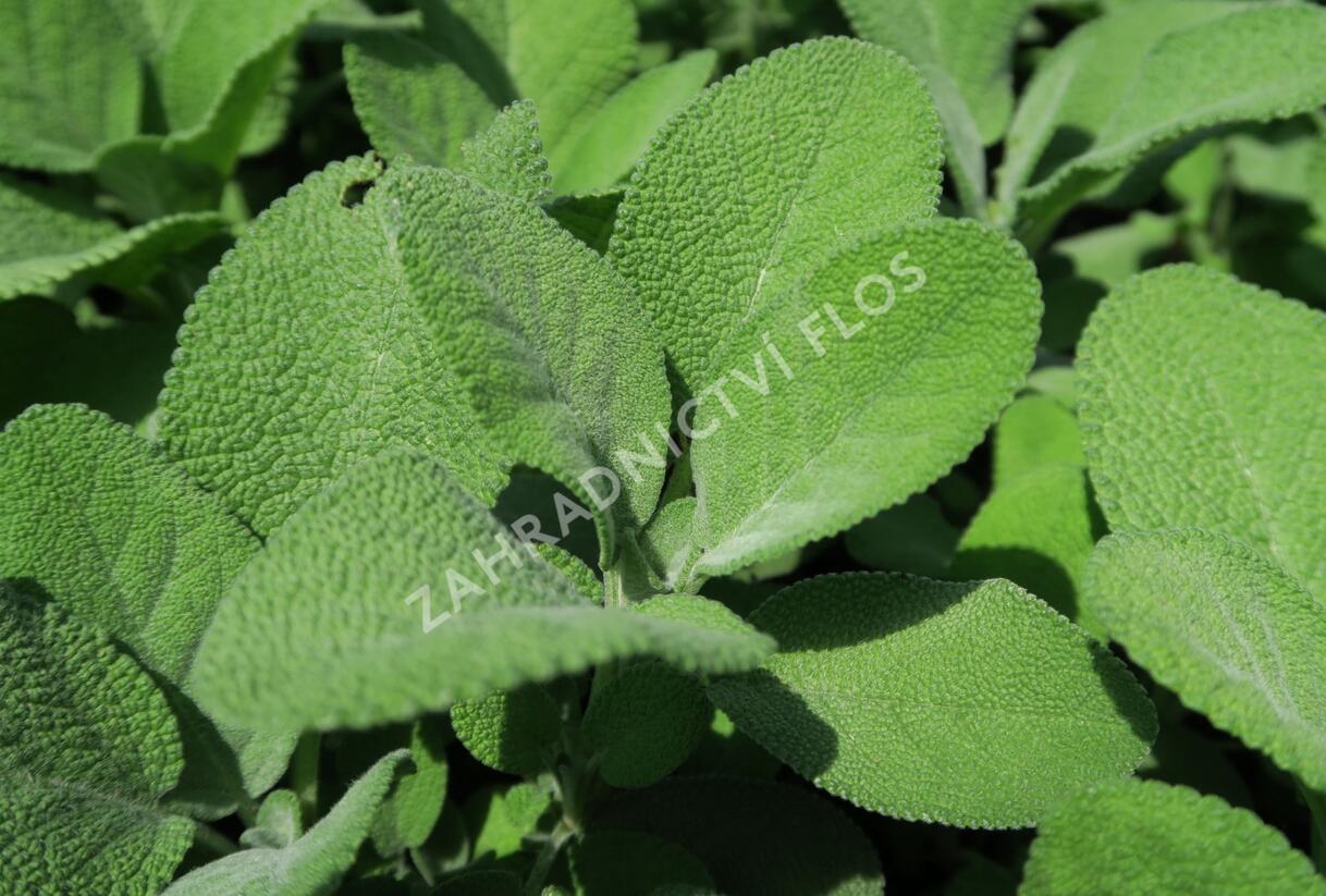 Šalvěj lékařská 'Culinaria' - Salvia officinalis 'Culinaria'