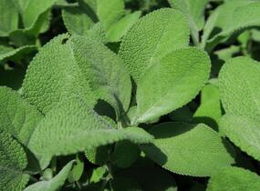 Šalvěj lékařská 'Culinaria' - Salvia officinalis 'Culinaria'