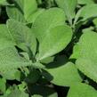 Šalvěj lékařská 'Culinaria' - Salvia officinalis 'Culinaria'
