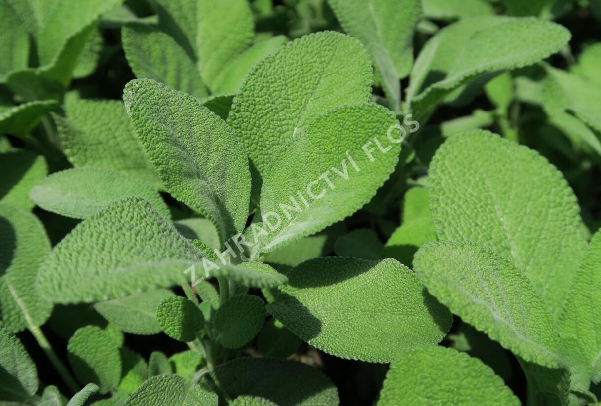 Šalvěj lékařská 'Culinaria' - Salvia officinalis 'Culinaria'