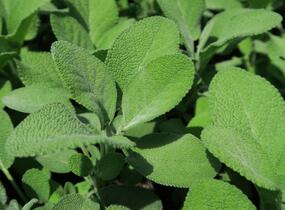 Šalvěj lékařská 'Culinaria' - Salvia officinalis 'Culinaria'