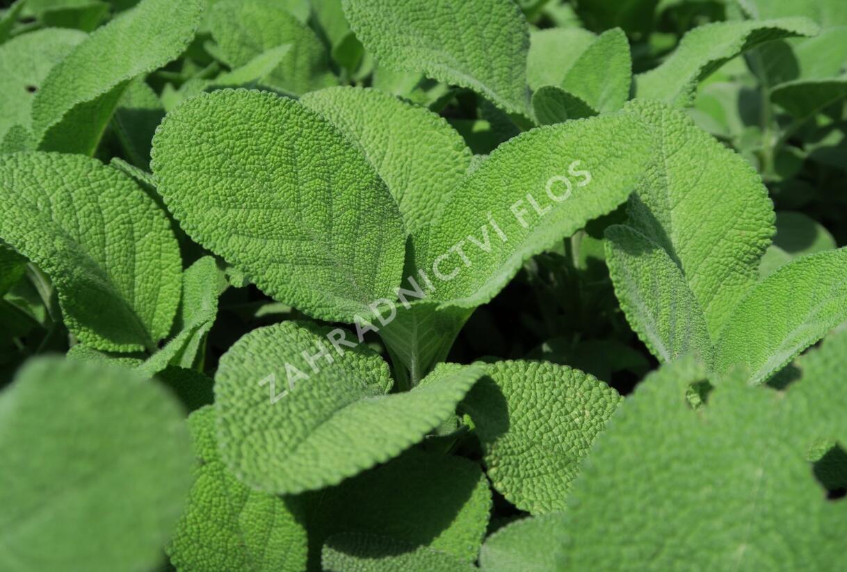 Šalvěj lékařská 'Culinaria' - Salvia officinalis 'Culinaria'