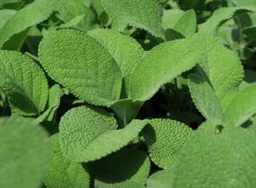 Šalvěj lékařská 'Culinaria' - Salvia officinalis 'Culinaria'