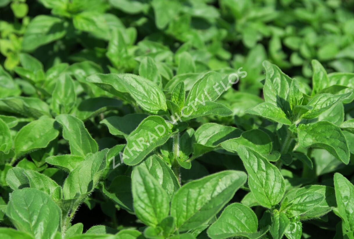 Oregano obecné, dobromysl 'Aromata' - Origanum vulgare 'Aromata'