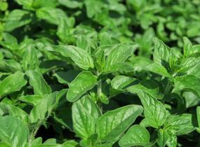Oregano obecné, dobromysl 'Aromata' - Origanum vulgare 'Aromata'