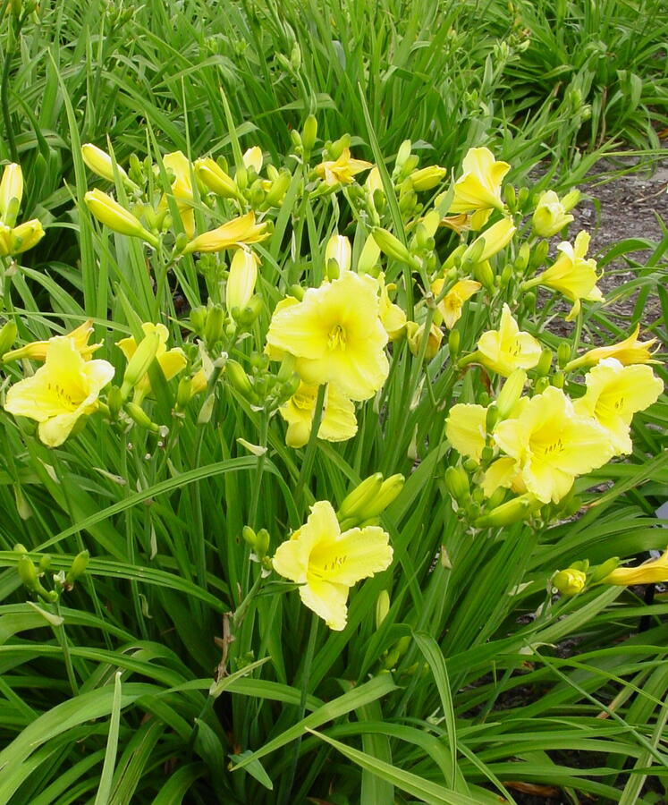 Denivka 'Happy Returns' - Hemerocallis 'Happy Returns'