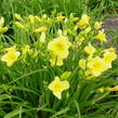 Denivka 'Happy Returns' - Hemerocallis 'Happy Returns'