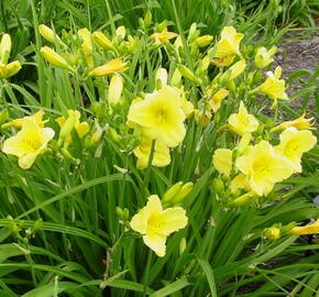 Denivka 'Happy Returns' - Hemerocallis 'Happy Returns'