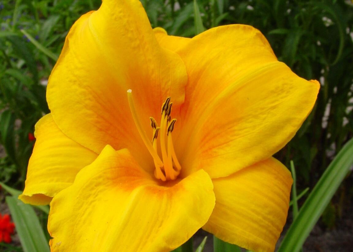 Denivka 'Chicago Sunrise' - Hemerocallis 'Chicago Sunrise'