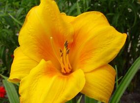 Denivka 'Chicago Sunrise' - Hemerocallis 'Chicago Sunrise'