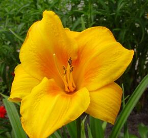 Denivka 'Chicago Sunrise' - Hemerocallis 'Chicago Sunrise'