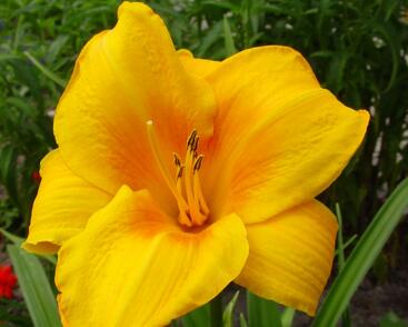 Denivka 'Chicago Sunrise'