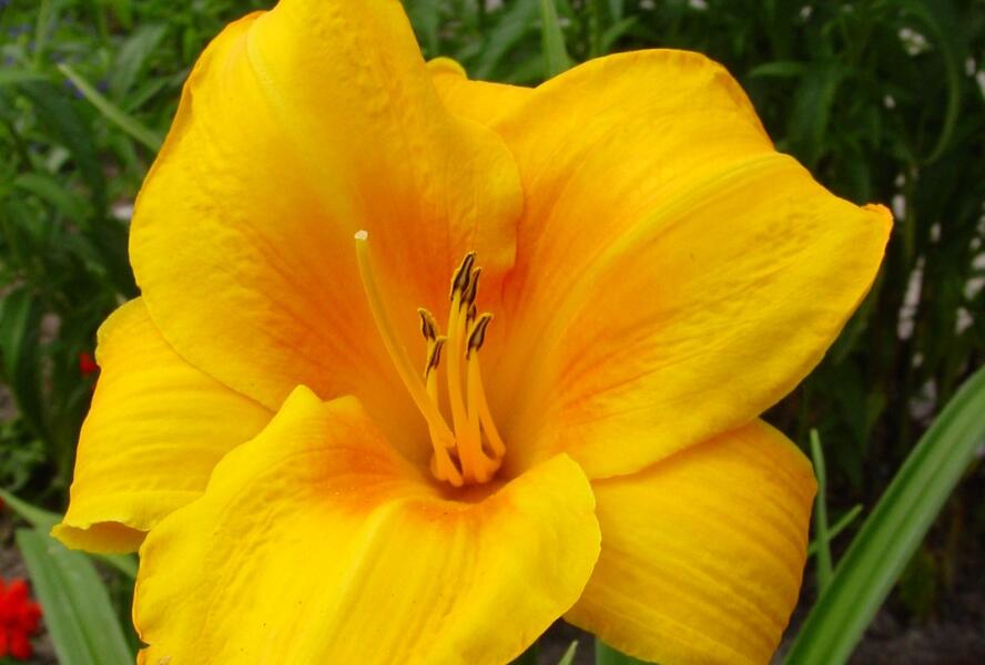 Denivka 'Chicago Sunrise' - Hemerocallis 'Chicago Sunrise'
