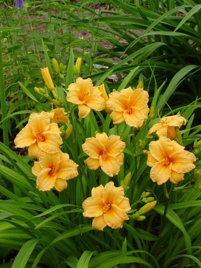 Denivka 'Bertie Ferris' - Hemerocallis 'Bertie Ferris'