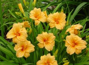Denivka 'Bertie Ferris' - Hemerocallis 'Bertie Ferris'