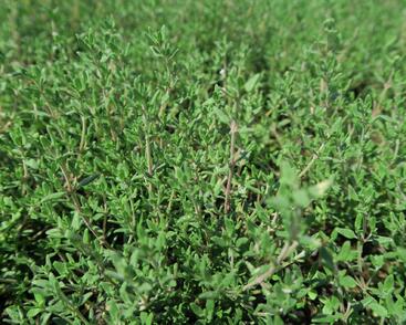 Mateřídouška 'Orange Thymus'