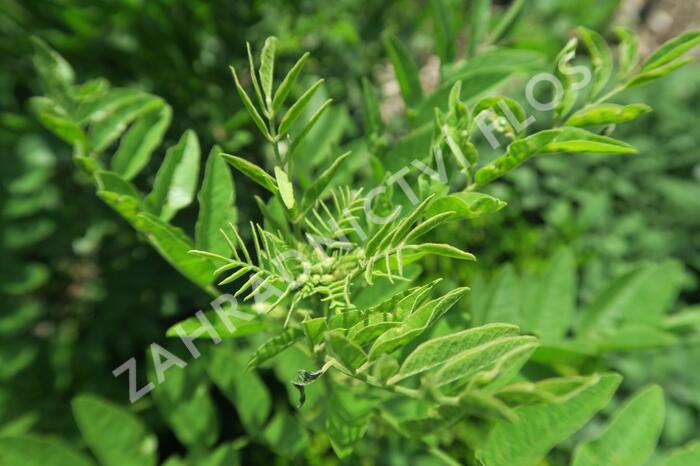 Lékořice lysá - Glycyrrhiza glabra