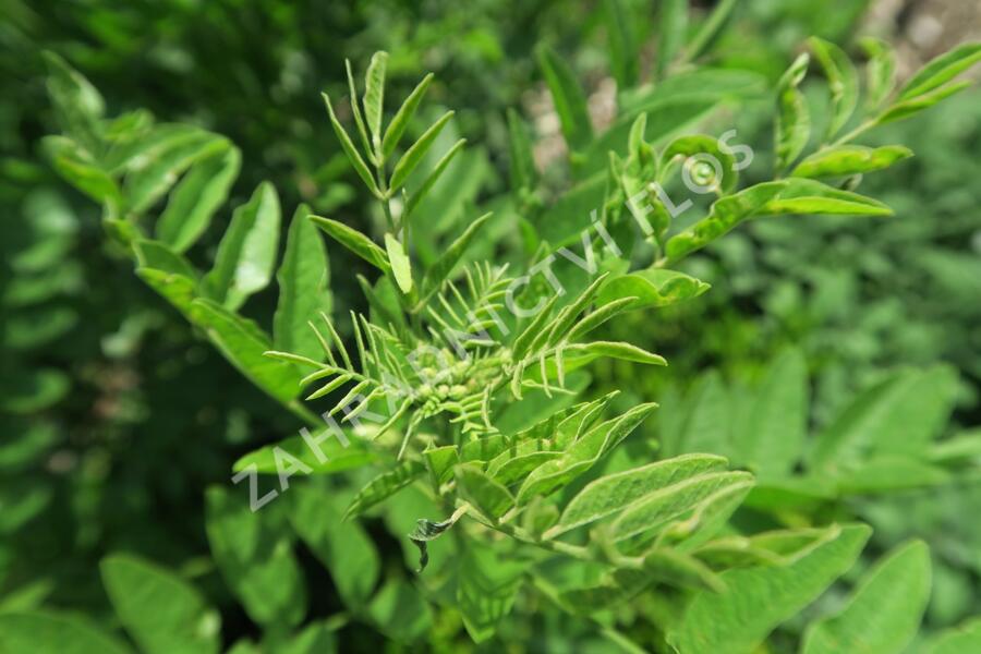 Lékořice lysá - Glycyrrhiza glabra