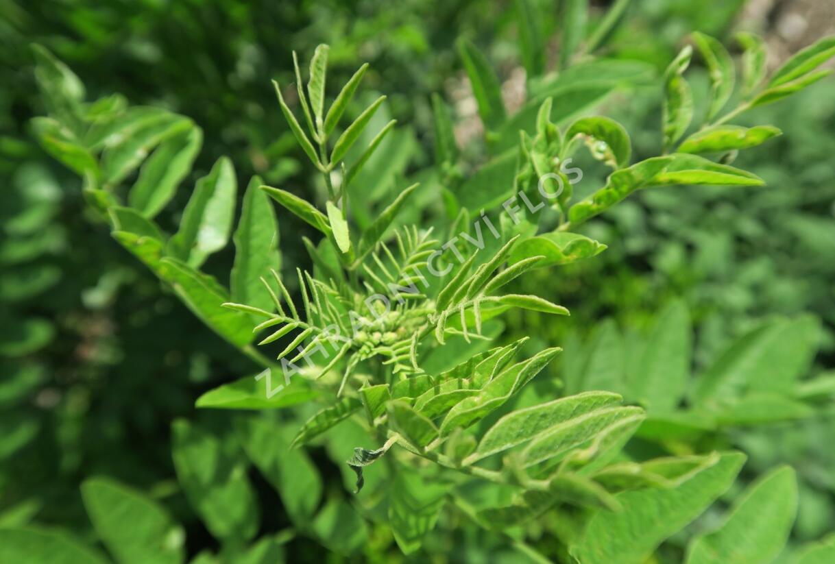 Lékořice lysá - Glycyrrhiza glabra