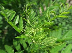 Lékořice lysá - Glycyrrhiza glabra