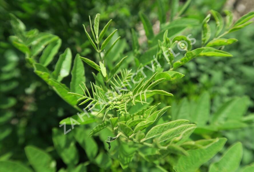Lékořice lysá - Glycyrrhiza glabra