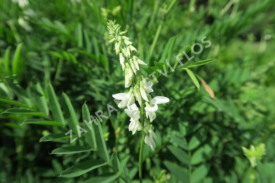 Lékořice lysá - Glycyrrhiza glabra