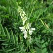Lékořice lysá - Glycyrrhiza glabra