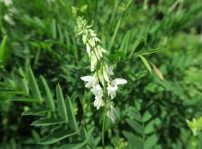 Lékořice lysá - Glycyrrhiza glabra