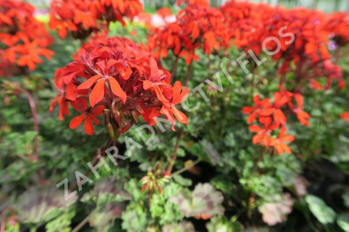 Muškát, pelargonie páskatá 'Miluška' - Pelargonium zonale 'Miluška'