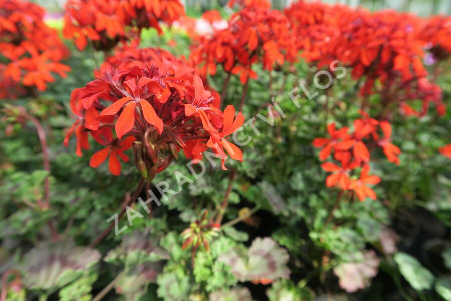 Muškát, pelargonie páskatá 'Miluška' - Pelargonium zonale 'Miluška'