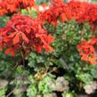 Muškát, pelargonie páskatá 'Miluška' - Pelargonium zonale 'Miluška'