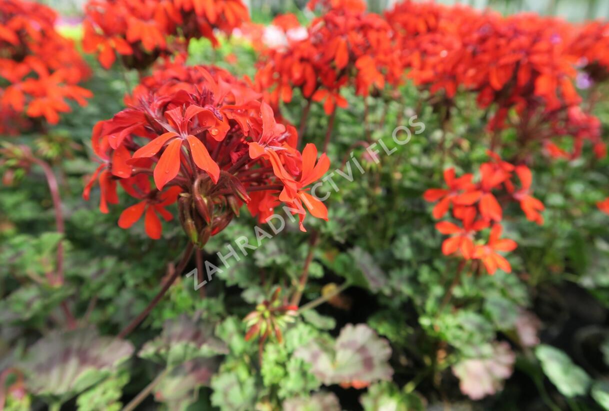 Muškát, pelargonie páskatá 'Miluška' - Pelargonium zonale 'Miluška'