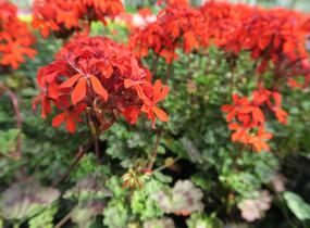 Muškát, pelargonie páskatá 'Miluška' - Pelargonium zonale 'Miluška'