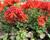 Muškát, pelargonie páskatá 'Miluška'