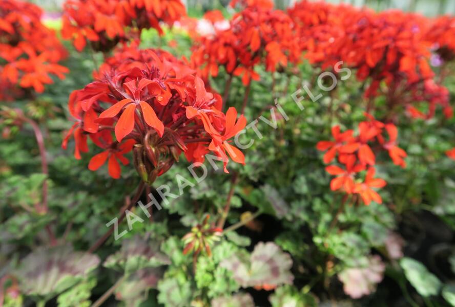 Muškát, pelargonie páskatá 'Miluška' - Pelargonium zonale 'Miluška'