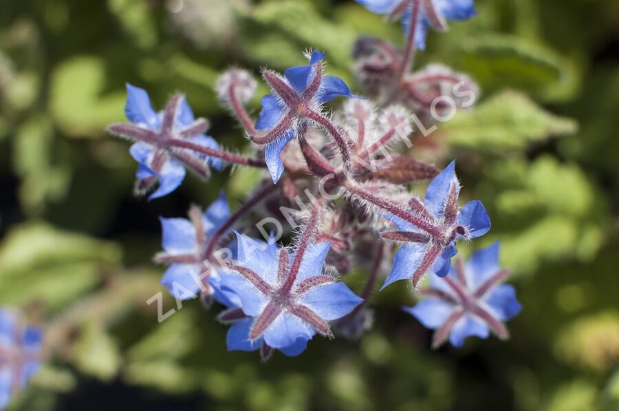 Brutnák lékařský 'Boris' - Borago officinalis 'Boris'