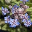 Brutnák lékařský 'Boris' - Borago officinalis 'Boris'