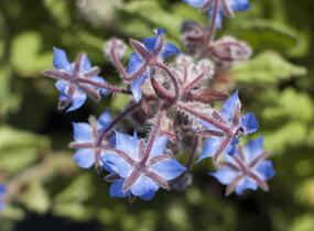 Brutnák lékařský 'Boris' - Borago officinalis 'Boris'