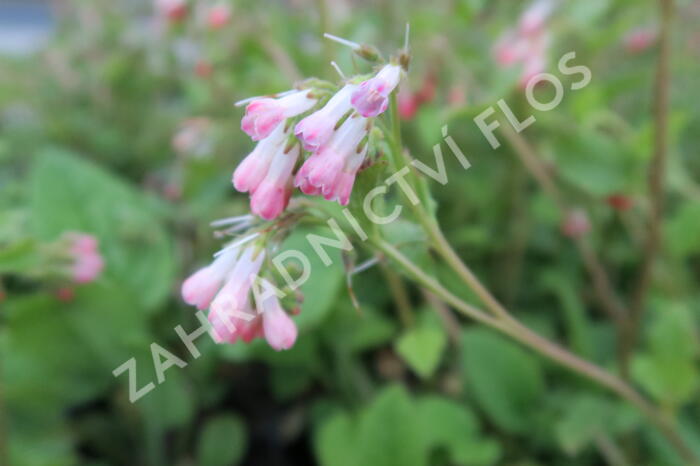 Kostival 'Hidcote Pink' - Symphytum grandiflorum 'Hidcote Pink'