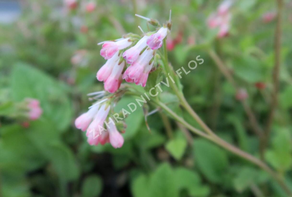Kostival velkokvětý 'Hidcote Pink' - Symphytum grandiflorum 'Hidcote Pink'
