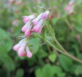 Kostival 'Hidcote Pink' - Symphytum grandiflorum 'Hidcote Pink'