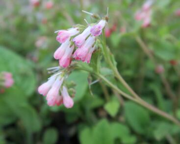 Kostival velkokvětý 'Hidcote Pink'