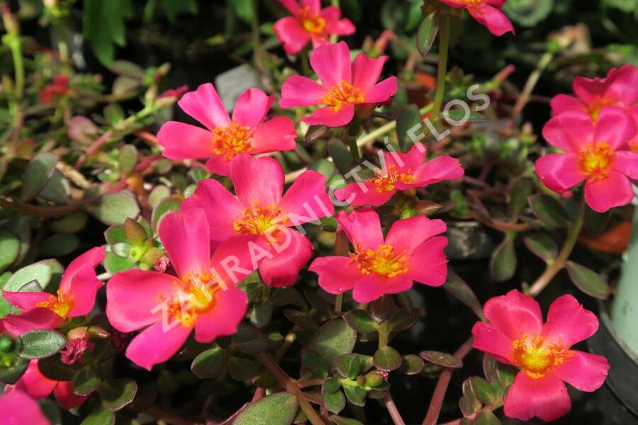 Šrucha 'Rose' - Portulaca umbraticola Imagine 'Rose'