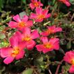Šrucha 'Rose' - Portulaca umbraticola Imagine 'Rose'