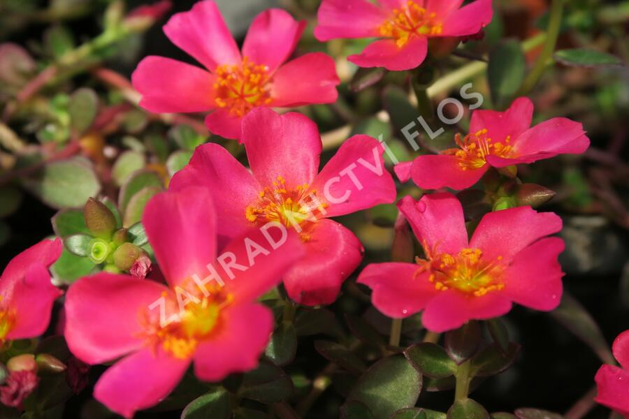 Šrucha 'Rose' - Portulaca umbraticola Imagine 'Rose'