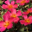 Šrucha 'Rose' - Portulaca umbraticola Imagine 'Rose'