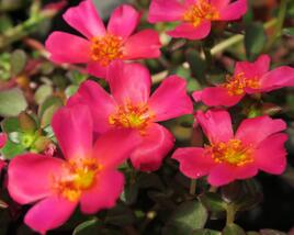 Šrucha 'Rose'