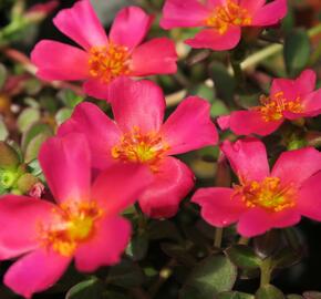 Šrucha 'Rose' - Portulaca umbraticola Imagine 'Rose'