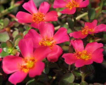 Šrucha 'Rose'