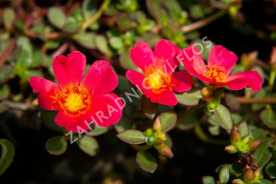 Šrucha 'Rose' - Portulaca umbraticola Imagine 'Rose'